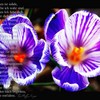 Dsc_5239_copy_thumb