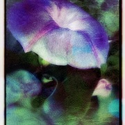 Photo_copy_card