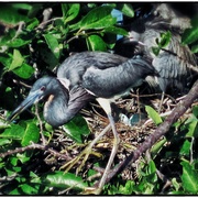 Bird1_card