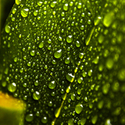 Leaf_10_hdr_9x6_card