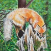 Little_red_foxresized_thumb