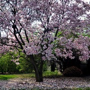 001031912a1_card