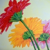 11-gerberas_thumb