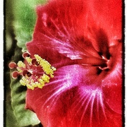 Hibiscus_card