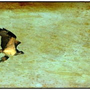 Osprey_snapseed_card