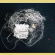 Cotton_abstract_card