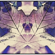 Leaf_snapseed_card