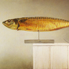 201203_scomber_scombrus3_85x48_thumb