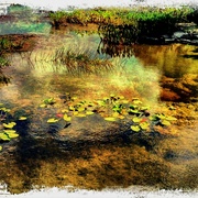 Pond_card