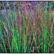 Grass_card
