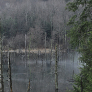Lake_covered_trees_card