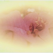 Bud_card