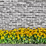 Brown_eyed_susans_hdr_card