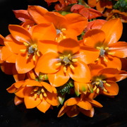 Orangestarflower1_card