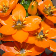 Orangeflower2_card