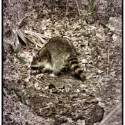 Raccoon_snapseed_card