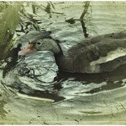 Duck_card
