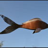 Fish_march_2012_thumb