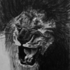 Lion_kenya_thumb