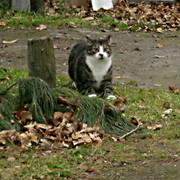 Img_04661_card