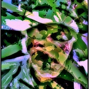 Camo_snapseed_card