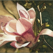Imgp9696_card