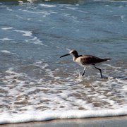 Wading_bird_closeup