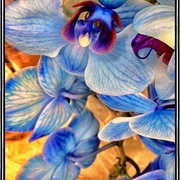 _blue2_snapseed_card