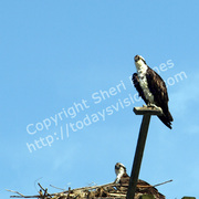 Family_protector_etsy_card