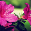 Dsc_5778_copy_thumb