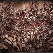 Tree_card