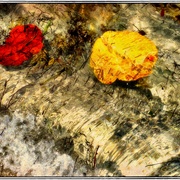 2leaf_snapseed_card