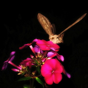 Moth_card