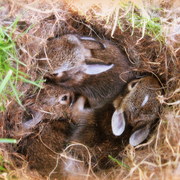 Bunnies_card