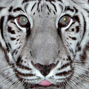 A_white_tiger_card