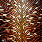 Benjaminhigbee_coral_2_wm_card