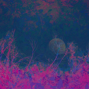Forestmoonsmall_card