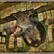 Pig_headed_snapseed_card