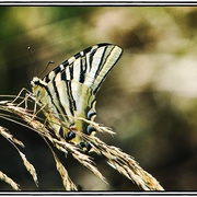 Butterfly_card
