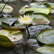 Lilly_padreflection_card