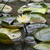 Lilly_padreflection_tiny_square