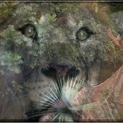 Daydreaming__card