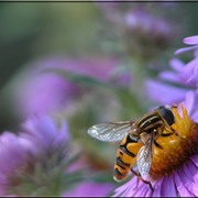 Bee_happy_card