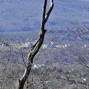 Twigs_copy_card
