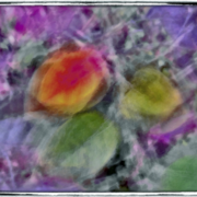 B_peach_card