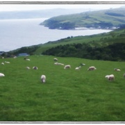 Sheep_snapseed_card