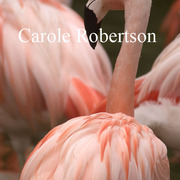 Flamingowithattitudebycarolerobertson_card