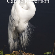 Greatwhiteegretbycarolerobertson_card