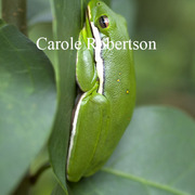 Treefrogbycarolerobertson_card
