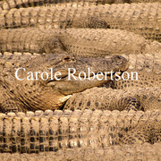 Gatorpackbycarolerobertson_card